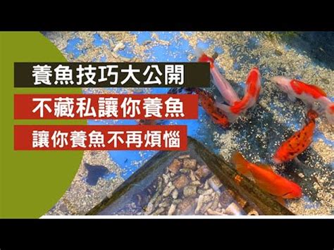 養鯉魚|【養鯉魚】破解錦鯉養殖秘訣！新手必看入門指南